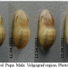 lyc dispar pupa4 volg11